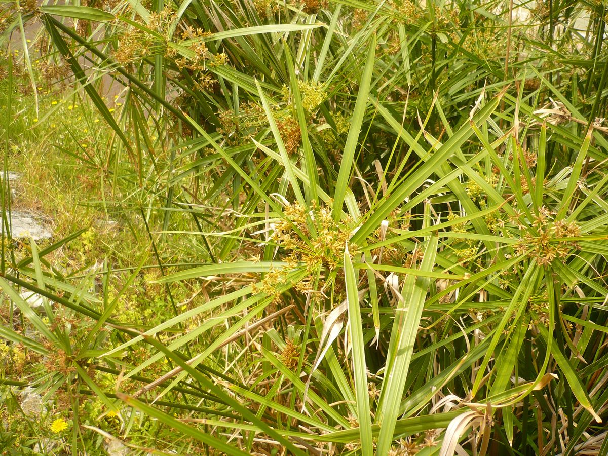 Cyperus involucratus (Cyperaceae)